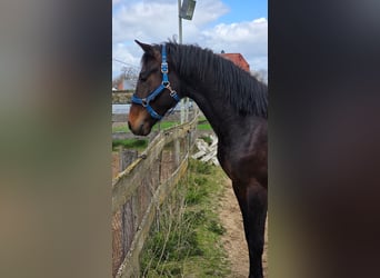 Oldenburgo, Semental, 2 años, 170 cm, Castaño oscuro, in Rodewald