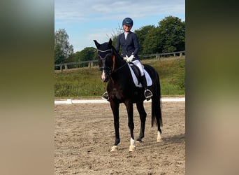 Oldenburgo, Caballo castrado, 6 años, 170 cm, Negro, in Gladenbachdenbach,