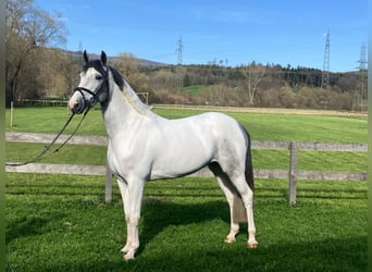 Zwitsers warmbloed, Merrie, 4 Jaar, 158 cm, Gevlekt-paard, in Bassecourt,