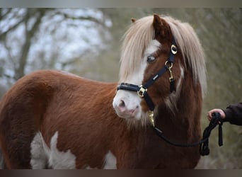 Icelandic Horse, Stallion, 4 years, 14 hh, in Blink,