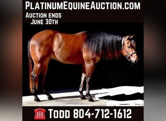 American Quarter Horse, Wallach, 5 Jahre, 155 cm, Rotbrauner, in SANDSTON, VA,