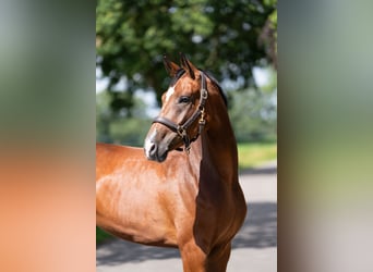 Koń hanowerski, Klacz, 5 lat, 167 cm, Gniada, in OosterhoutOosterhout
