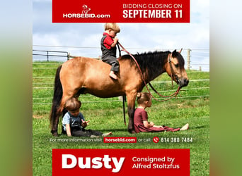 Plus de poneys/petits chevaux, Hongre, 5 Ans, 112 cm, Buckskin, in Howard, PA,