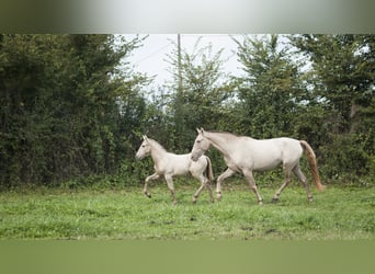 Andalusian, Mare, 1 year, in Loye sur Arnon,