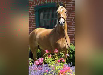Poney de selle allemand, Jument, 3 Ans, 154 cm, Palomino, in Rehburg-Loccum M&#xFC;nchehagen