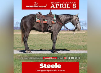 American Quarter Horse, Gelding, 4 years, 15.2 hh, Gray, in Rebersburg,