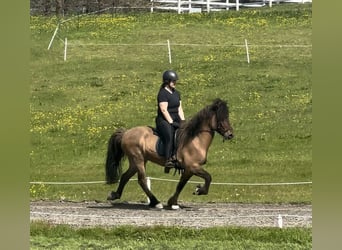 Pony Islandese, Castrone, 12 Anni, 150 cm, Pelle di daino, in Reykjavik,