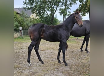 Duits sportpaard, Hengst, veulen (05/2023), 175 cm, Donkerbruin, in Velpke,