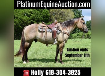 Quarter horse américain, Hongre, 10 Ans, Grullo, in Greenville kY,