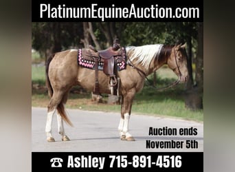 American Quarter Horse, Wałach, 13 lat, 160 cm, Tobiano wszelkich maści, in Stephenville TX,