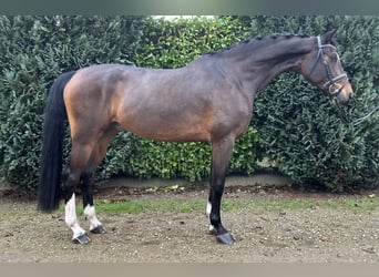 KWPN, Gelding, 7 years, 17 hh, Bay-Dark, in Oud Gastel,