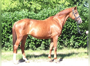 Hanovrien, Jument, 13 Ans, 165 cm, Alezan, in Selsingen