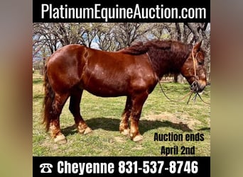 American Quarter Horse, Ruin, 7 Jaar, Donkere-vos, in Weatherford TX,