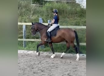 Poni alemán, Caballo castrado, 8 años, 148 cm, Castaño, in Donaueschingen
