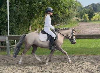 Altri pony/cavalli di piccola taglia, Castrone, 6 Anni, 117 cm, Falbo, in Süderlügum