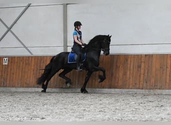 Friesian horses, Stallion, 3 years, 16.1 hh, Black, in Mijnsheerenland