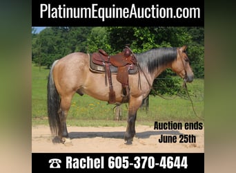 Quarter horse américain, Hongre, 10 Ans, 152 cm, Isabelle, in Rusk TX,