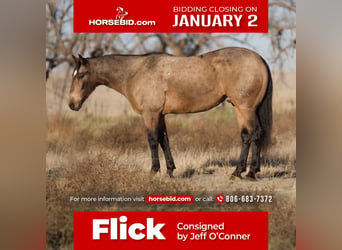 Quarter horse américain, Hongre, 10 Ans, Buckskin, in Canyon,