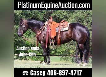 Quarter horse américain, Hongre, 7 Ans, Bai cerise, in jacksboro TX,