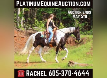 Spotted Saddle Horse, Hongre, 11 Ans, 165 cm, Tobiano-toutes couleurs, in Rusk TX,