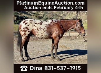 Appaloosa, Wallach, 4 Jahre, Rotbrauner, in Paicines, CA,
