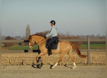 Belgian Riding Pony, Gelding, 5 years, 14.1 hh, Chestnut-Red, in Poperinge,