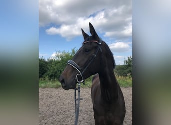 Stute 3 Jahre Stute 3 Jahre
