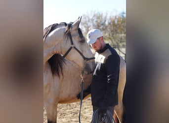 PRE, Stallion, 4 years, 16 hh, Buckskin, in Ourense,
