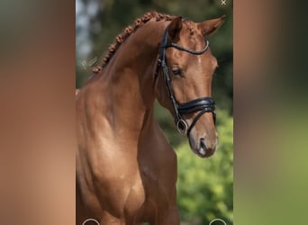 KWPN, Stute, 5 Jahre, 169 cm, Fuchs, in Richwiller