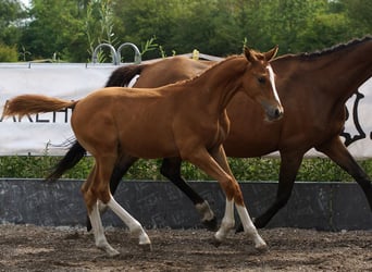 Trakehner, Étalon, Poulain (03/2026), Alezan, in Günzburg