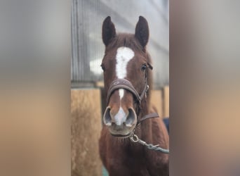 Holsteiner, Hengst, 1 Jaar, 175 cm, Donkere-vos, in Handewitt