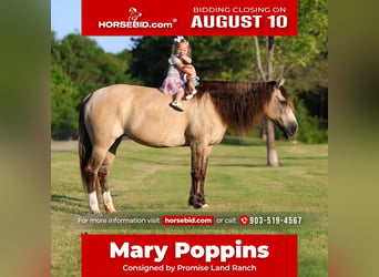 Fjord Horses Mix, Mare, 15 years, 14 hh, Dun, in Terrell
