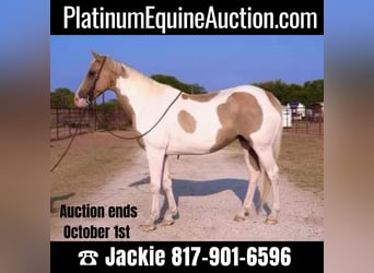 Quarter horse américain, Hongre, 15 Ans, 150 cm, Palomino, in Weatherford TX,
