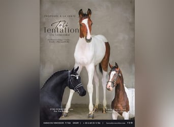 KWPN, Mare, 1 year, Tobiano-all-colors, in GRURY,