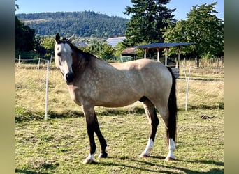 Welsh D (Cob), Valack, 15 år, 160 cm, Brun, in Butzbach,