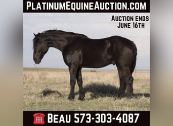 American Quarter Horse, Wallach, 4 Jahre, 168 cm, Rappe, in Canyon TX,