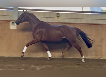 Oldenburgo, Caballo castrado, 4 años, 172 cm, Alazán, in Michaelisbruch,