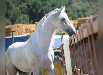 PRE Mix, Stallion, 4 years, 16,1 hh, Gray, in Vejer de la Frontera
