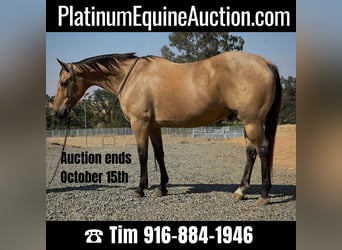 American Quarter Horse, Wallach, 14 Jahre, 152 cm, Buckskin, in LINCOLN, CA,