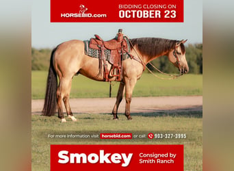 Quarter horse américain, Hongre, 7 Ans, 152 cm, Buckskin, in Whitesboro,
