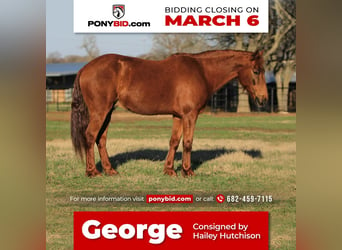 Quarter pony, Hongre, 16 Ans, Alezan cuivré, in Joshua, TX,
