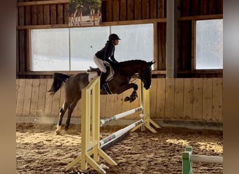 Zangersheider, Stute, 5 Jahre, 170 cm, Rappe, in Altusried