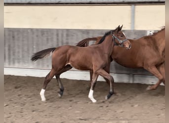 Oldenburg-International (OS), Stallion, 1 year, Bay-Dark, in Denekamp,