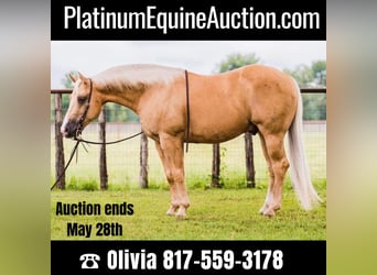 Quarter horse américain, Hongre, 9 Ans, 142 cm, Palomino, in weatherford TX,