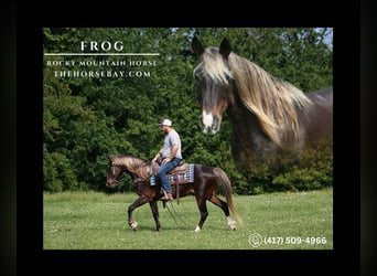 Rocky Mountain Horse, Gelding, 12 years, 15 hh, Brown, in Jamestown, KY,