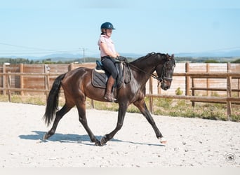 KWPN, Jument, 6 Ans, 160 cm, Bai, in Hérault