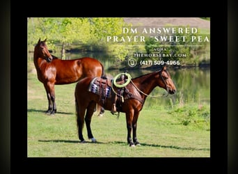 American Quarter Horse, Merrie, 7 Jaar, Roodbruin, in Tompkinsville, KY,