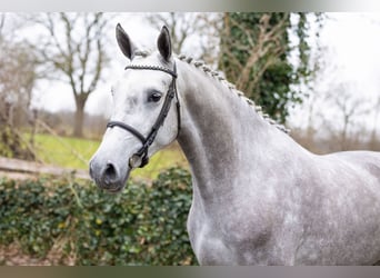 Anglo European Studbook, Stute, 4 Jahre, 166 cm, , in Heerde