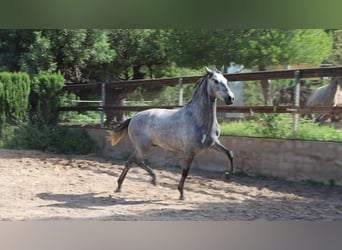 PRE, Stallion, 3 years, 16 hh, Grey-Dapple, in Sagunt/Sagunto