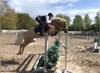 German Riding Pony, Gelding, 6 years, 13.2 hh, Palomino, in Verden (Aller),